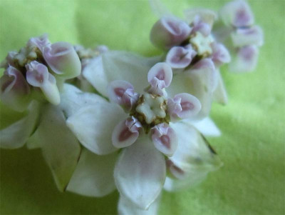 Gomphocarpus4.jpg