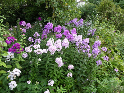 2023-08-22 Phlox 3.jpg