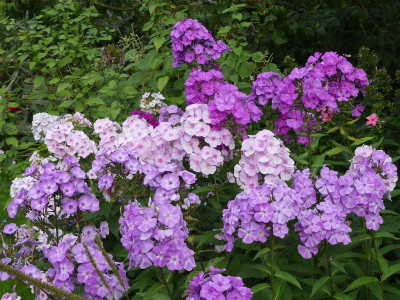 2023-08-22 Phlox 2.jpg