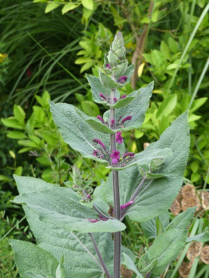 2023-08-22 Lepechinia hastata.jpg