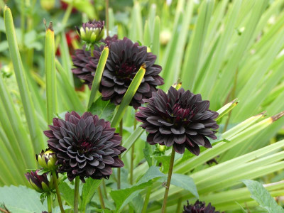 2023-08-22 Dahlia 'Czarny Charakter' 1.jpg