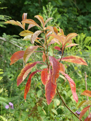 2023-08-12 Franklinia.jpg