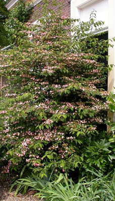 Viburnum_Bingerden_Wuchs.jpg