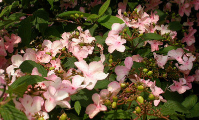 Viburnum_Bingerden_Blute.jpg