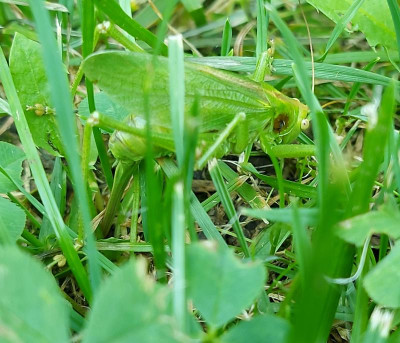 20230822_214014 Tettigonia cantans.jpg
