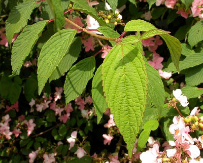 Viburnum_Bingerden_Blatt.jpg