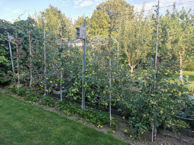 Apfel Spindelreihe 20230820.jpeg