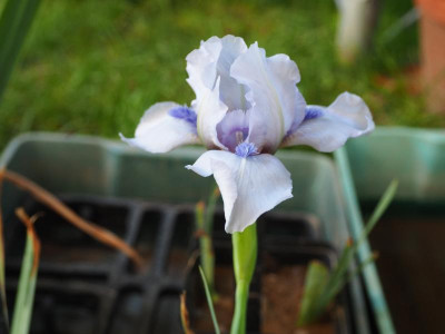 Forever Blue 1996 Chuck Chapman P8230001.JPG