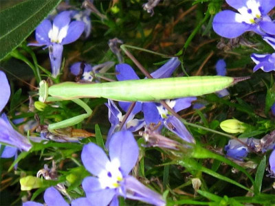 Mantis2-23.0823.jpg