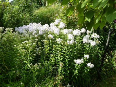 2023-08-23 Phlox 'Gregor's Pride'.jpg