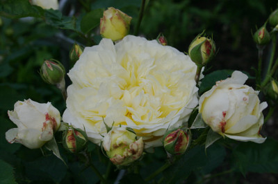 Rose_The_Pilgrim0408.jpg