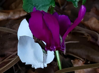 Cyclamen hederifolium dunkelste Blüte.jpg