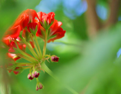 Geranium_3.jpg