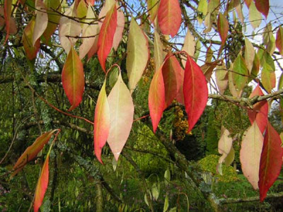 77Euonymus_phellomanus.jpg