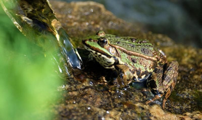 Teichfrosch2.jpg