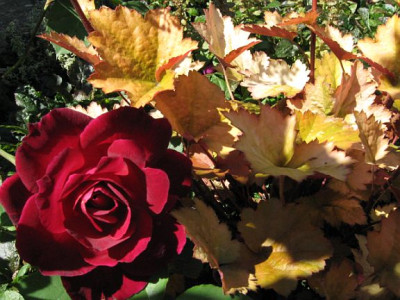 roseundheuchera.jpg