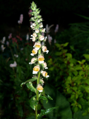 Digitalis_ferruginea123.jpg