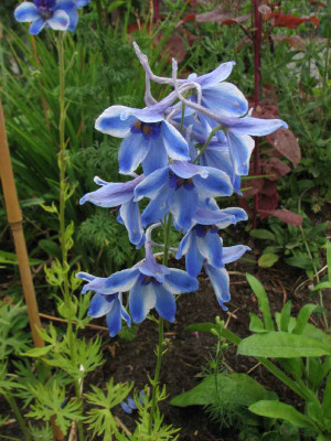 delft_blue_2008.jpg
