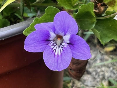 2023-08-25 Viola rostrata var. japonica.jpg