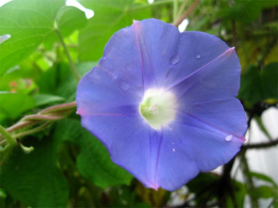 Ipomoea-hederacea1.jpg
