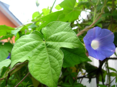 Ipomoea-hederacea2.jpg