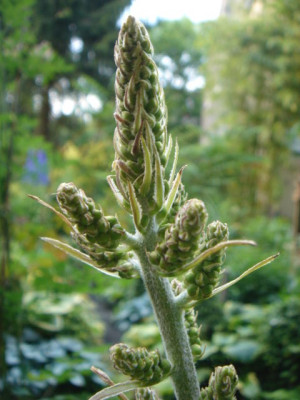 Veratrum_nigrum_Blute_1.JPG