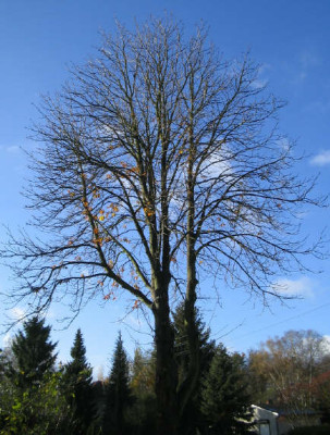 Kastanie_nov_1_1_1.jpg