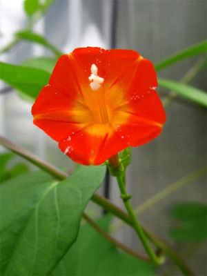 Ipomoea-rubriflora-FC1.jpg
