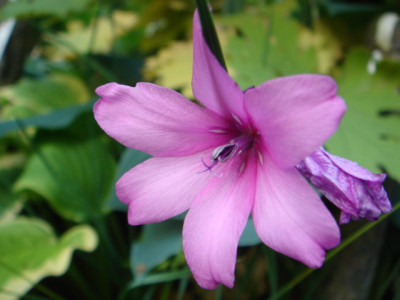 Dierama_pauciflorum_1.JPG