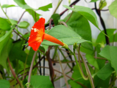 Ipomoea-rubriflora-FC5.jpg