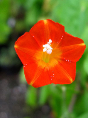 Ipomoea-coccinea1.jpg