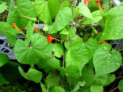 Ipomoea-coccinea2.jpg
