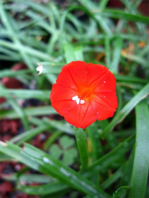 Ipomoea-hederifolia-2jpg.jpg