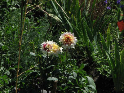 dahlia_rotweigelb_2008.jpg