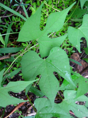 Ipomoea-hederifolia-1.jpg