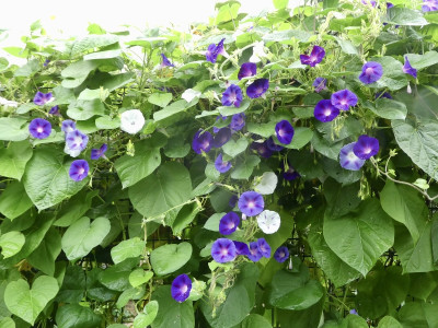 ipomoea.jpg