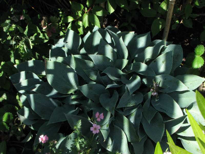 hosta_2008.jpg