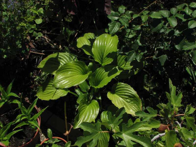hosta_plantaginea_2008.jpg