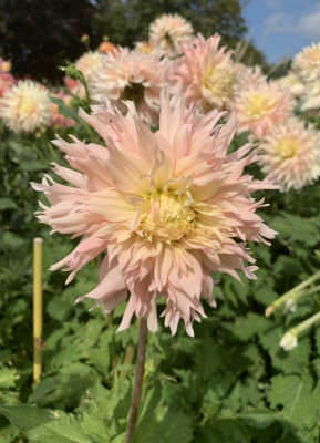 IMG_6890.jpeg