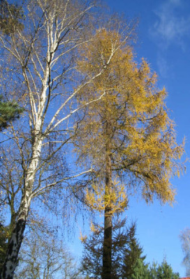 Larche_nov_1_1.jpg