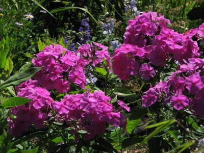 phlox_2008.jpg