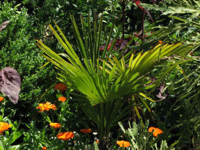 trachycarpus_2008.jpg