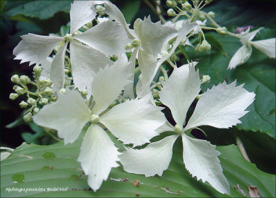 H._paniculata_Bridal_Veil.jpg