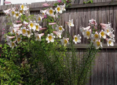 Lilium_regale_2008-06-25.JPG