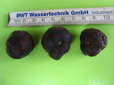 Dioscorea-sansibarensis-bul.jpg