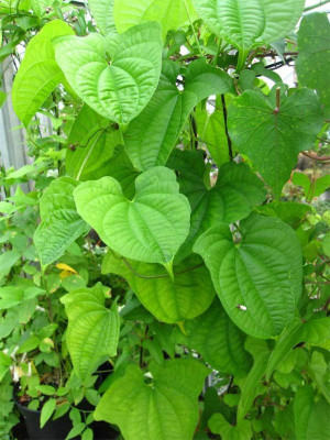 Dioscorea-sansibarensis.jpg