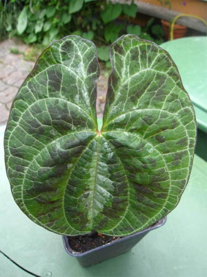 Dioscorea-discolor-Jungplan.jpg
