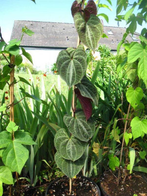 Dioscorea-discolor.jpg