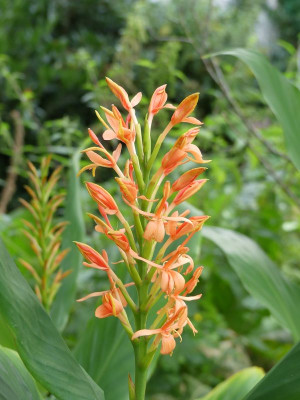 2023-08-26 Hedychium densiflorum 'Sorung' 2.jpg