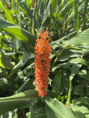 Hedychium densiflorum Assam Orange August 2023.JPG